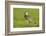 Lapwing (Vanellus Vanellus) Adult in Breeding Plumage, Scotland, UK, June-Mark Hamblin-Framed Photographic Print