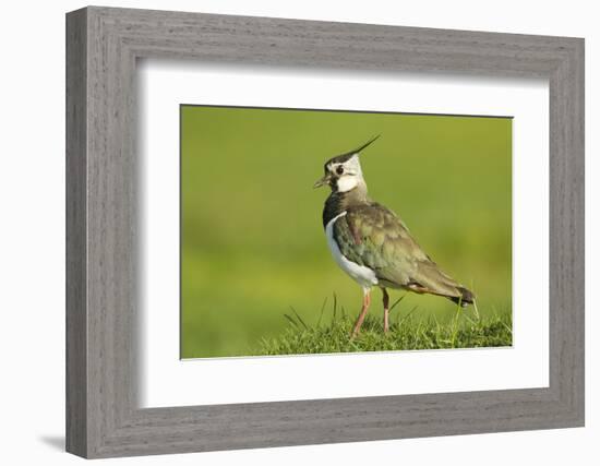 Lapwing (Vanellus Vanellus) Adult in Breeding Plumage, Scotland, UK, June-Mark Hamblin-Framed Photographic Print