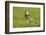 Lapwing (Vanellus Vanellus) Adult in Breeding Plumage, Scotland, UK, June-Mark Hamblin-Framed Photographic Print