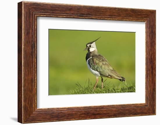 Lapwing (Vanellus Vanellus) Adult in Breeding Plumage, Scotland, UK, June-Mark Hamblin-Framed Photographic Print