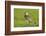 Lapwing (Vanellus Vanellus) Adult in Breeding Plumage, Scotland, UK, June-Mark Hamblin-Framed Photographic Print