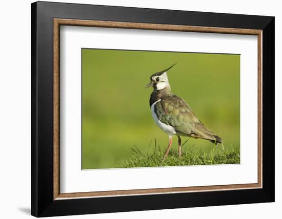 Lapwing (Vanellus Vanellus) Adult in Breeding Plumage, Scotland, UK, June-Mark Hamblin-Framed Photographic Print