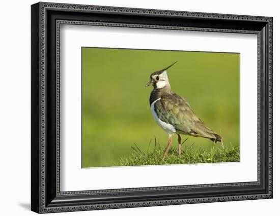 Lapwing (Vanellus Vanellus) Adult in Breeding Plumage, Scotland, UK, June-Mark Hamblin-Framed Photographic Print