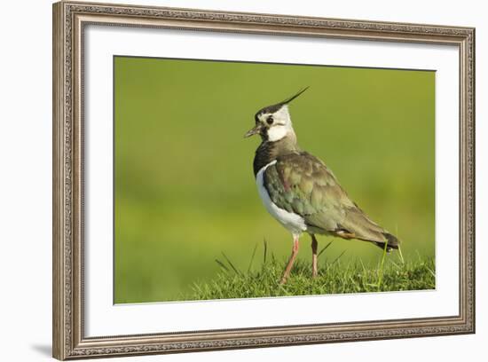 Lapwing (Vanellus Vanellus) Adult in Breeding Plumage, Scotland, UK, June-Mark Hamblin-Framed Photographic Print