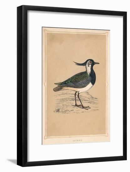 'Lapwing', (Vanellus vanellus), c1850, (1856)-Unknown-Framed Giclee Print