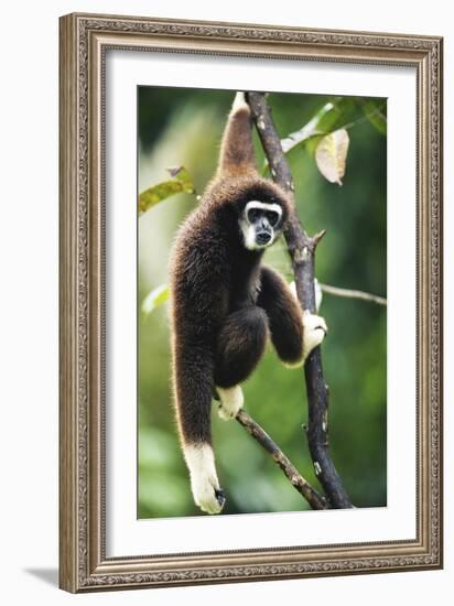 Lar Gibbon-Lantern Press-Framed Art Print