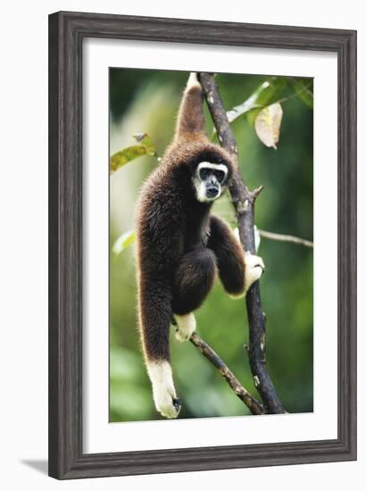 Lar Gibbon-Lantern Press-Framed Art Print