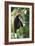 Lar Gibbon-Lantern Press-Framed Art Print