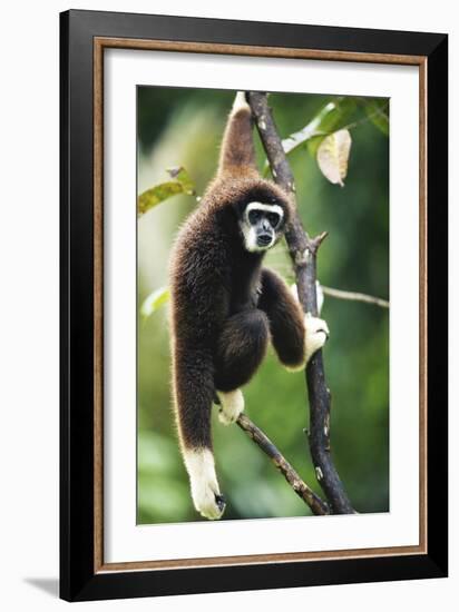 Lar Gibbon-Lantern Press-Framed Art Print