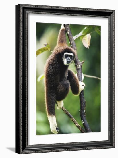 Lar Gibbon-Lantern Press-Framed Art Print