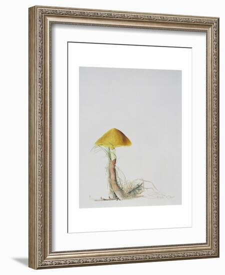 Larch Bolete, 2001-Rebecca John-Framed Giclee Print