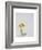 Larch Bolete, 2001-Rebecca John-Framed Giclee Print