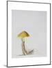 Larch Bolete, 2001-Rebecca John-Mounted Giclee Print