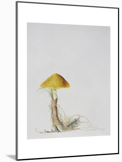 Larch Bolete, 2001-Rebecca John-Mounted Giclee Print