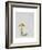 Larch Bolete, 2001-Rebecca John-Framed Giclee Print