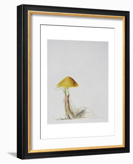 Larch Bolete, 2001-Rebecca John-Framed Giclee Print