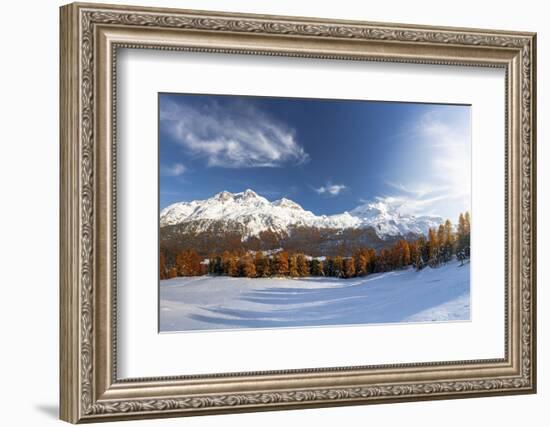 Larch tree forest in autumn surrounding the snowy peaks-Roberto Moiola-Framed Photographic Print