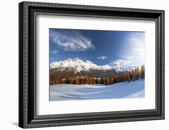 Larch tree forest in autumn surrounding the snowy peaks-Roberto Moiola-Framed Photographic Print