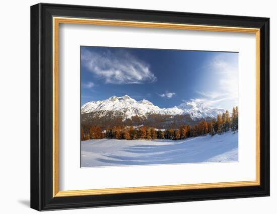 Larch tree forest in autumn surrounding the snowy peaks-Roberto Moiola-Framed Photographic Print