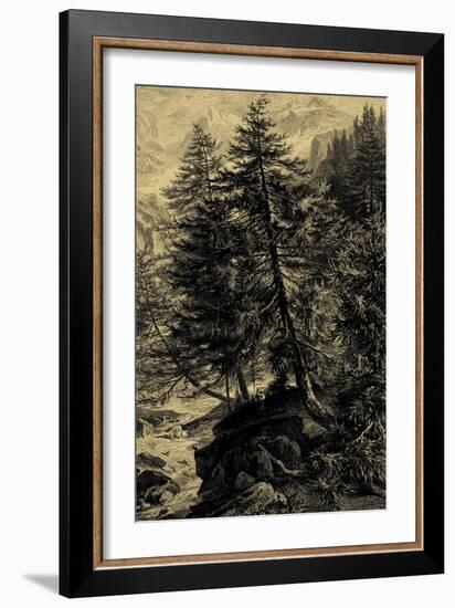 Larch Tree-Ernst Heyn-Framed Art Print