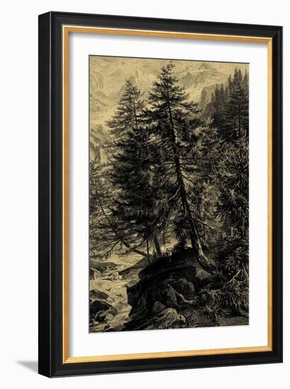 Larch Tree-Ernst Heyn-Framed Art Print