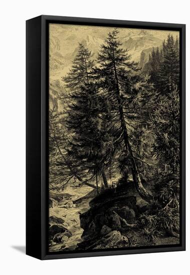 Larch Tree-Ernst Heyn-Framed Stretched Canvas