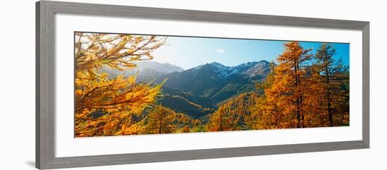 Larch Trees in Autumn at Simplon Pass, Valais Canton, Switzerland-null-Framed Photographic Print