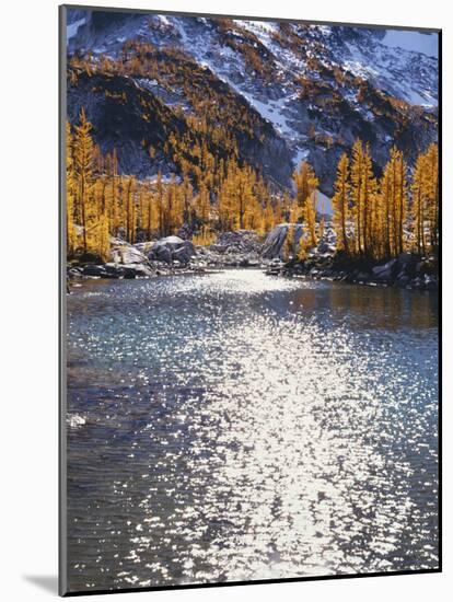 Larch trees in fall on Leprechaun Lake, Alpine Lakes Wilderness, Enchantment Basin, Washington, USA-Charles Gurche-Mounted Photographic Print
