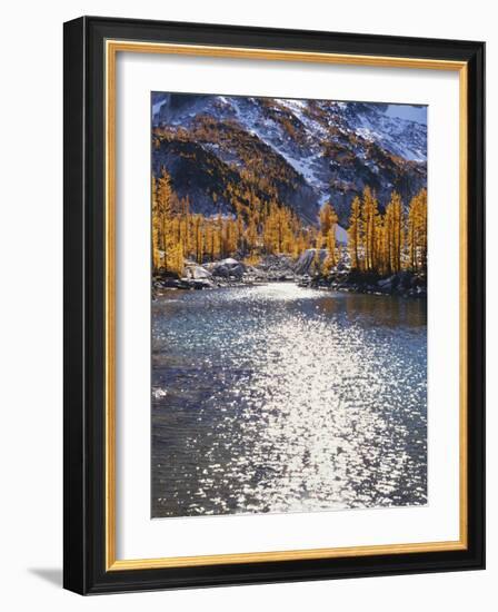 Larch trees in fall on Leprechaun Lake, Alpine Lakes Wilderness, Enchantment Basin, Washington, USA-Charles Gurche-Framed Photographic Print