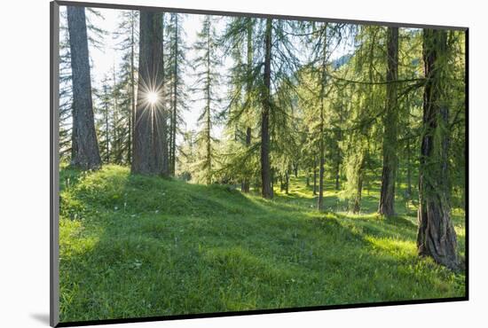 Larches forest in summer, South Tyrol, Italy-Raimund Linke-Mounted Photographic Print