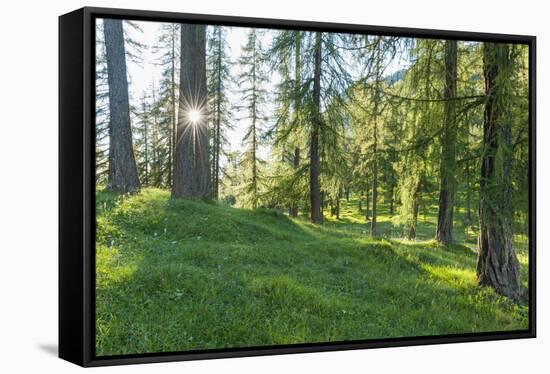 Larches forest in summer, South Tyrol, Italy-Raimund Linke-Framed Stretched Canvas