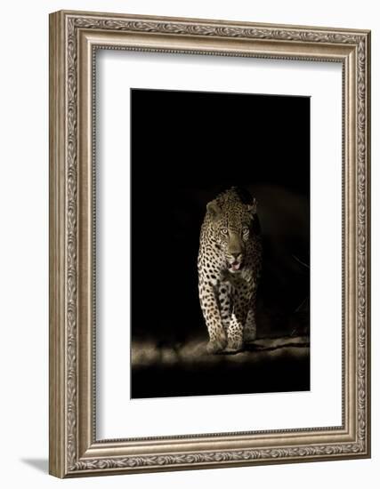 Large Adult Male Leopard (Panthera Pardus) Walking Through the Bush at Night-Christophe Courteau-Framed Photographic Print