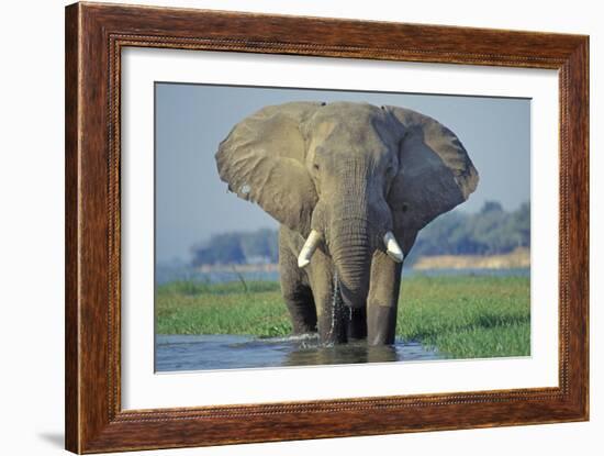 Large African Elephant Bull Feeding Along The-null-Framed Photographic Print
