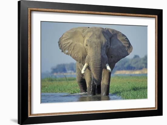 Large African Elephant Bull Feeding Along The-null-Framed Photographic Print