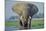 Large African Elephant Bull Feeding Along The-null-Mounted Photographic Print