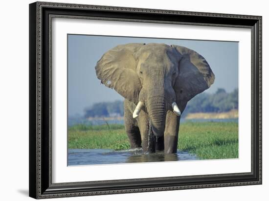 Large African Elephant Bull Feeding Along The-null-Framed Photographic Print