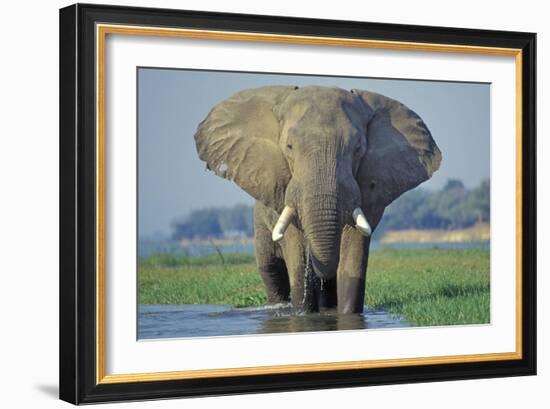 Large African Elephant Bull Feeding Along The-null-Framed Photographic Print