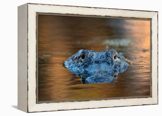 Large American Alligator in the Water-EEI_Tony-Framed Premier Image Canvas