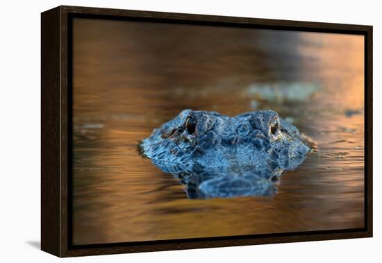 Large American Alligator in the Water-EEI_Tony-Framed Premier Image Canvas