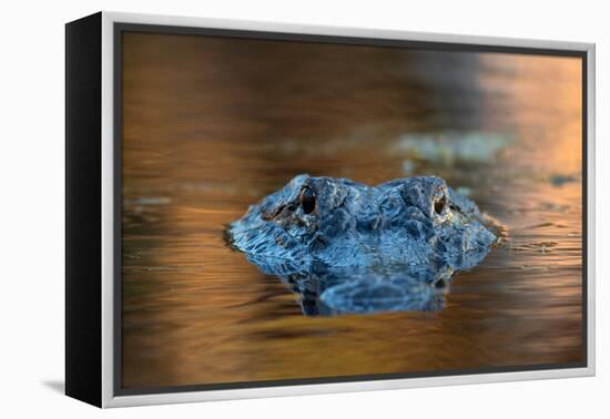 Large American Alligator in the Water-EEI_Tony-Framed Premier Image Canvas