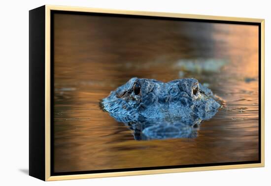Large American Alligator in the Water-EEI_Tony-Framed Premier Image Canvas