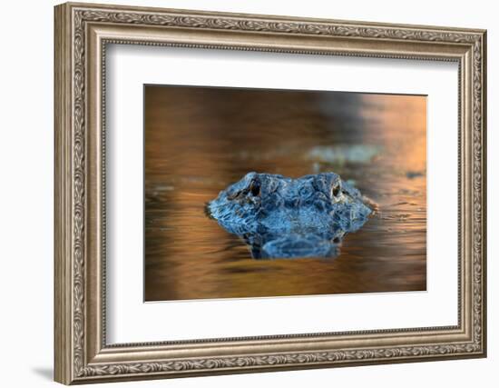 Large American Alligator in the Water-EEI_Tony-Framed Photographic Print