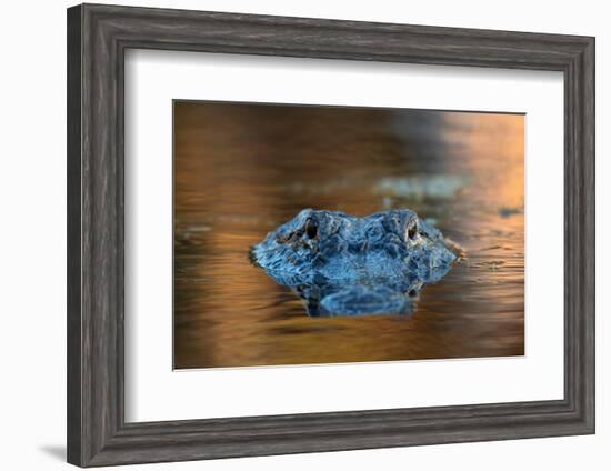 Large American Alligator in the Water-EEI_Tony-Framed Photographic Print