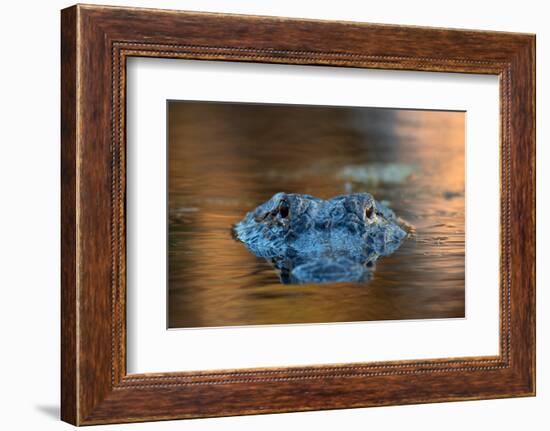 Large American Alligator in the Water-EEI_Tony-Framed Photographic Print