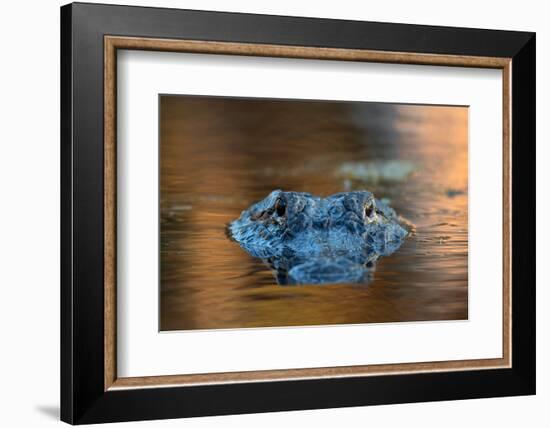 Large American Alligator in the Water-EEI_Tony-Framed Photographic Print