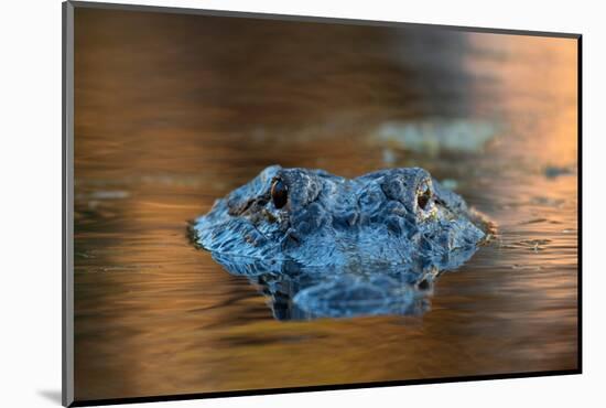 Large American Alligator in the Water-EEI_Tony-Mounted Photographic Print