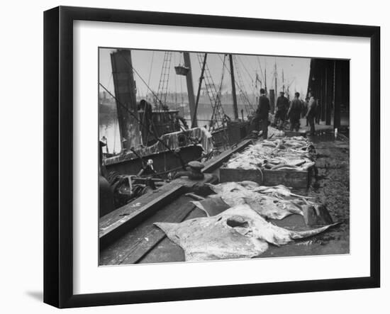 Large and Revolting Skates at the Fish Market are Going to London to Be Sold-null-Framed Photographic Print