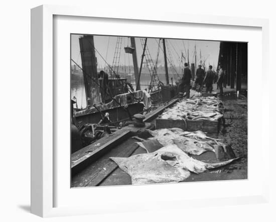 Large and Revolting Skates at the Fish Market are Going to London to Be Sold-null-Framed Photographic Print
