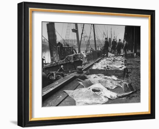 Large and Revolting Skates at the Fish Market are Going to London to Be Sold-null-Framed Photographic Print