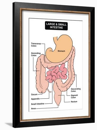 Large and Small Intestine-udaix-Framed Art Print